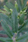 Butterfly milkweed